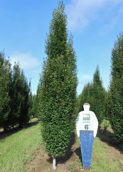 Columnar Green Beech These Trees Are Very Mature And Have Been Cut To