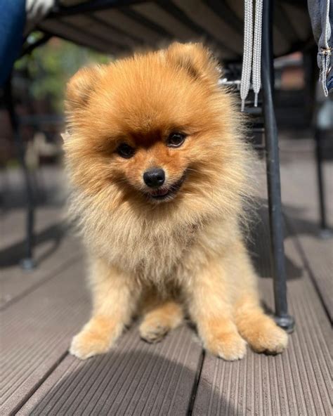 15 Historical Facts About Pomeranians You Might Not Know Page 4 Of 5