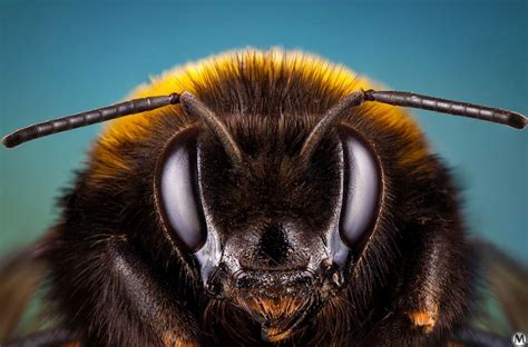 Bumblebee Bee Photo Portrait
