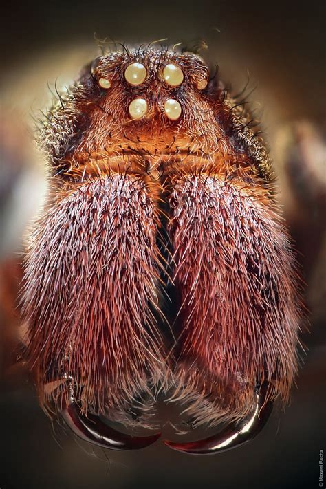 They are vigilant species that is ready all the time to. Aranha Armadeira (Brazilian wandering spider) - Empilhamen ...