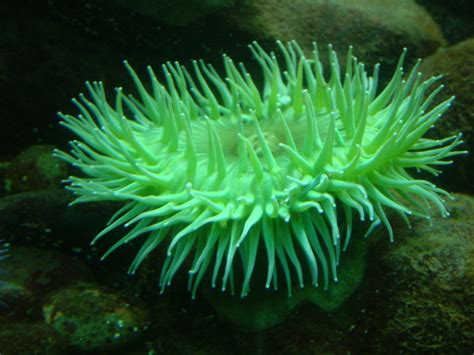 Green Sea Anemone Free Photo Download Freeimages