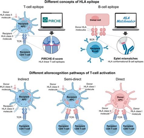 Association Of Predicted HLA T Cell Epitope Targets And T CellMediated