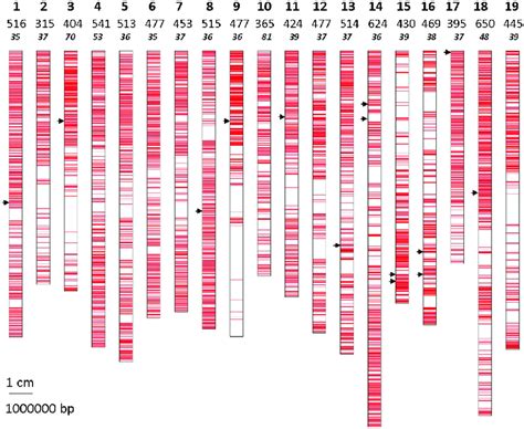 Mapping Of The 9004 Snps On The Whole Pn40024 Reference Genome Sequence