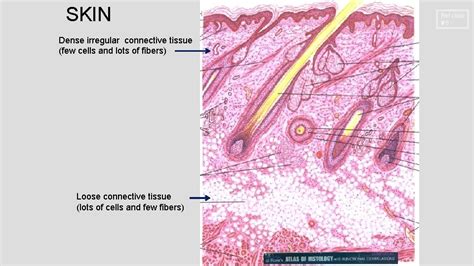 Medical School Histology Basics Connective Tissue Vibs 243