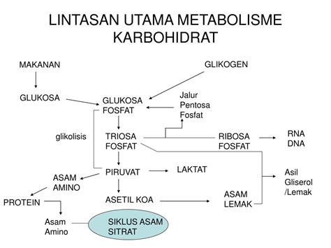 Free Program Biokimia Metabolisme Karbohidrat Pdf Jzaseries