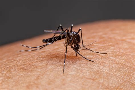 Symptoms And Treatments Of Mosquito Bites Mosquitonix Alabama