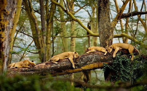 Wallpaper Trees Forest Animals Nature Sleeping Branch Lion