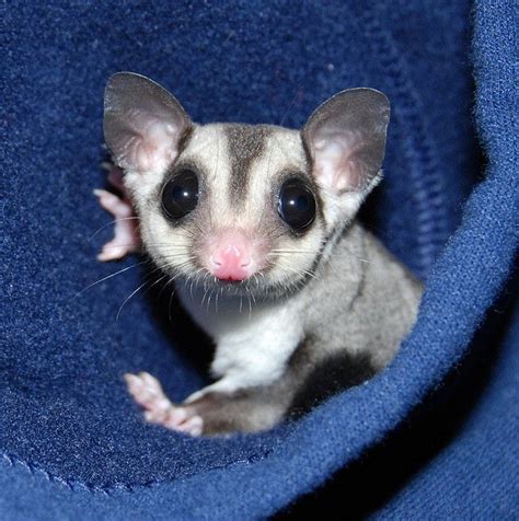 Marsupial Sugar Glider The Common Name Refers To Its Preference For