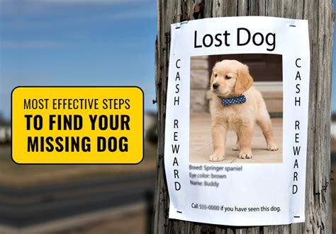 Most Effective Steps To Find Your Missing Dog Bestvetcare