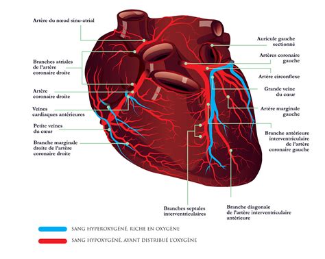 Anatomie Vascularisation Du Coeur On Behance