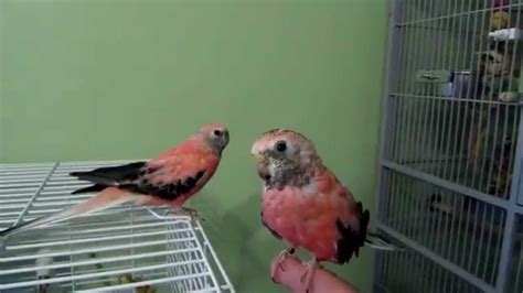 Click to manage book marks. Bourke Parakeet Cage Set up and Cage Tour - YouTube