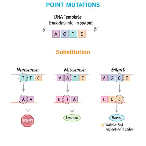 Genetic Mutations Definition Types Causes And Example