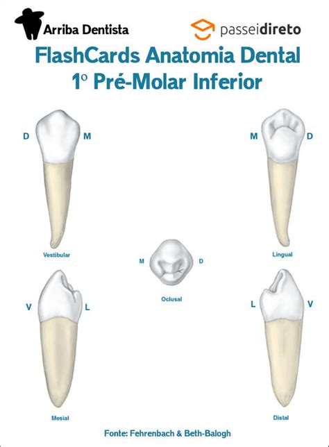 Aula De Anatomia Dental Anatomia Do Primeiro Molar Inferior Dente The