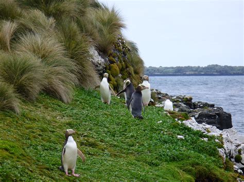 Checking Up On The Other Yellow Eyed Penguins Predator Free Nz Trust