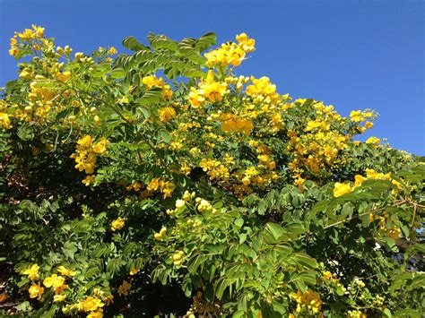 The yellow flowers are dainty and round. Yellow-flowering cassia is a fall spectacle - Houston ...