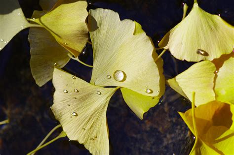 Dropped in the water | ture Japan | Nature Photographs
