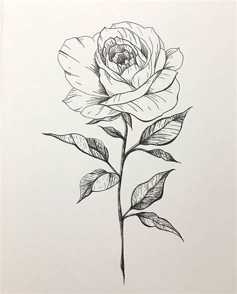 Ink Drawing Of A Rose