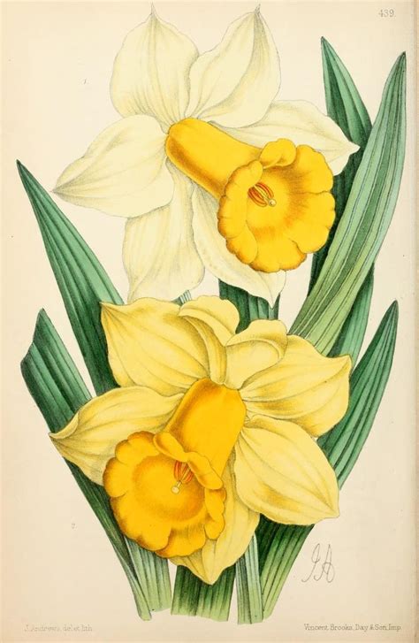 134 Best Images About The Vintage Daffodil On Pinterest Antiques