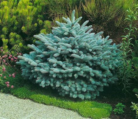 Picea Pungens Glauca Globosa Caragh Nurseries