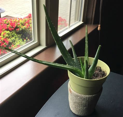 Aloes are definitely not the vampires of the plant world. Top 10 Tips on How To Grow Aloe Vera Step-by-Step