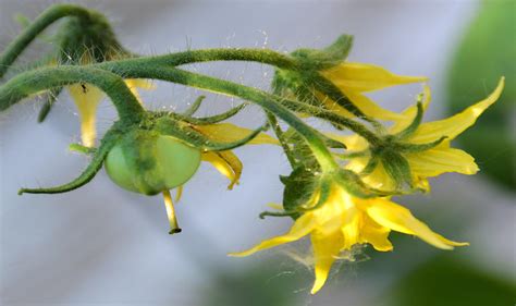 Flowering Tomato Plant Photograph By Pat Cook
