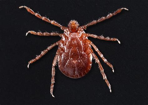 Cdc Warns Of New Tick Species In 7 States That Can Spread Dangerous