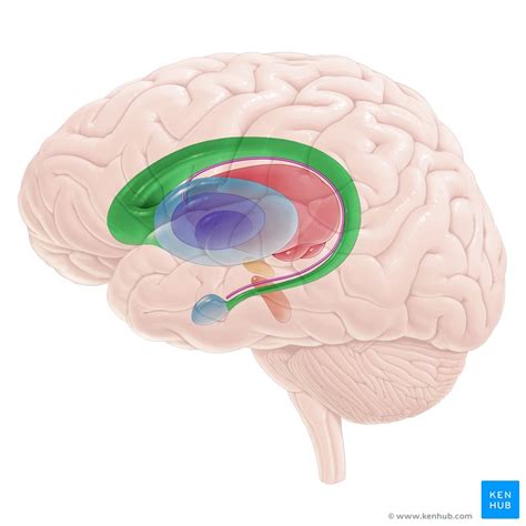 Central nervous system: Anatomy and organs | Kenhub