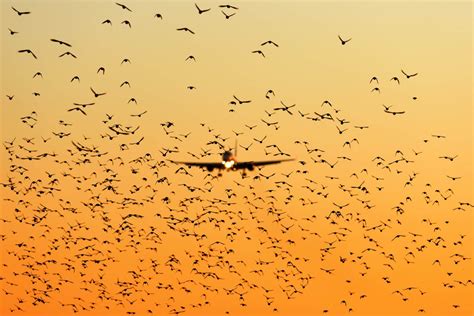 How Dangerous Is Bird Strike On Airplane Aerotime