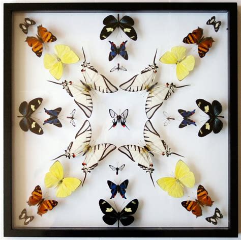 Reserved Real Mounted Butterfly Art Star Collection In Black Display