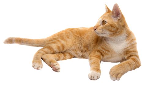 Ginger Cat Laying Png Transparent Image Download Size 1406x827px