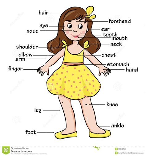 Cartoon Child Vocabulary Of Body Parts Stock Vector Illustration Of