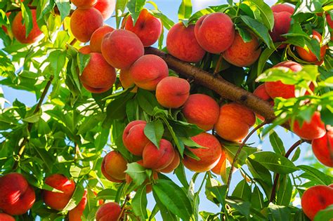 Many people get frustrated when the fruit trees they plant in their gardens seem to take forever to bear fruit. 12 Popular Fruit Bearing Trees That Are Easy To Grow | The ...