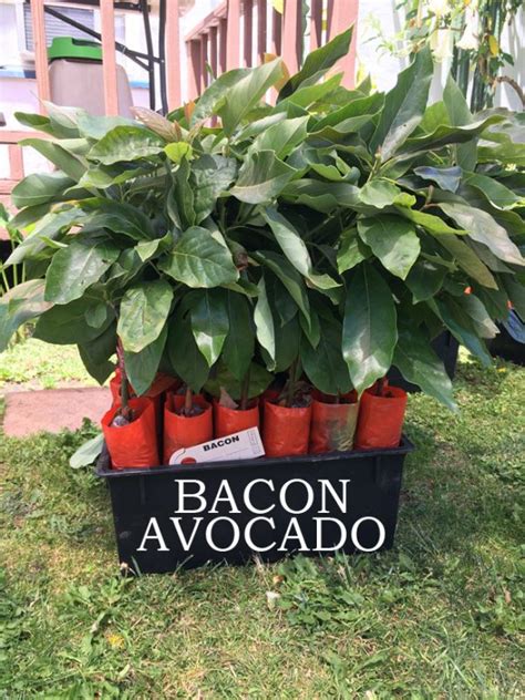 Alibaba.com offers 1294 avocado trees products. Bacon Avocado Tree, Grafted - VERY COLD HARDY - Grafted ...