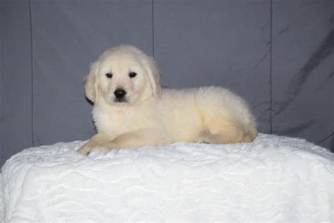Akc Registered Golden Retriever Puppy For Sale Sugarcreek Ohio Male Te