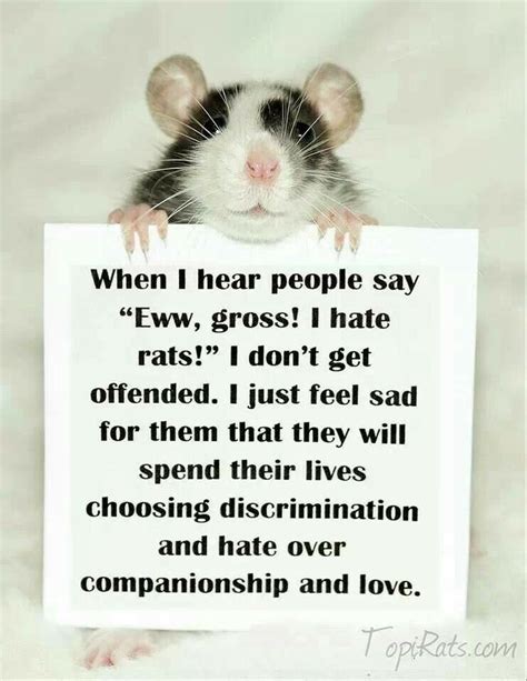 Afbeeldingsresultaat Voor Quotes About Rats Funny Rats Cute Rats