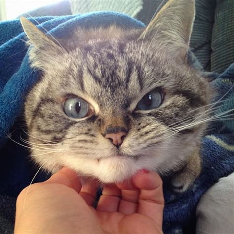 15 Hilarious Pictures Of Very Angry Cats
