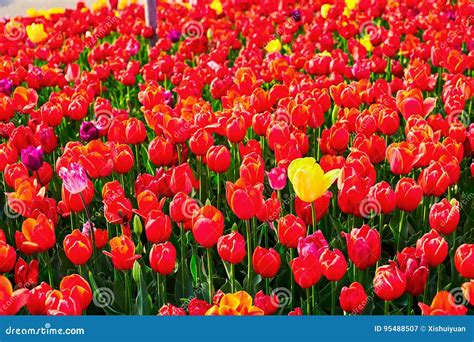 The Blooming Red Tulip Flowers Stock Image Image Of China Path 95488507