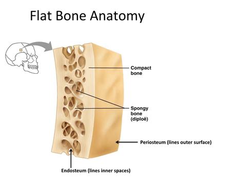 Let's start by looking at a diagram of bone tissue. Exam 2 - Physiology 201 with Stanescu at University of ...