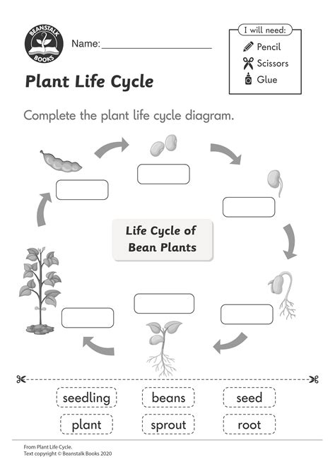 Plant Life Cycle Worksheets Superstar Worksheets 0a1