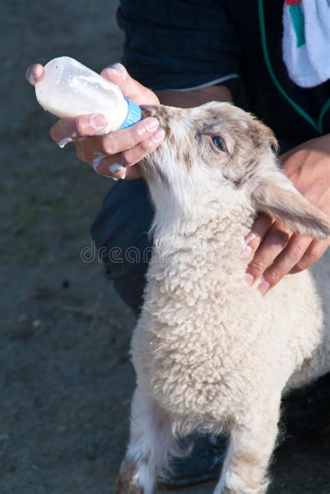 Bottle Feeding A Lamb Stock Image Image Of Husbandry 14214461