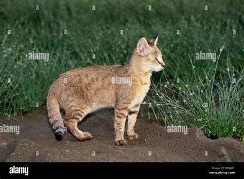 Jungle Cat Felis Chaus In The Wild Sometimes Called Reed Cat Or