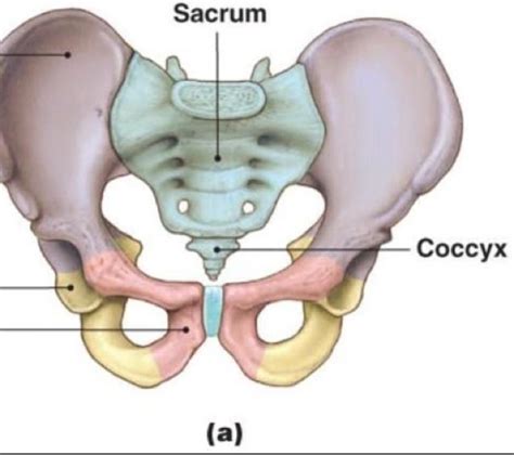 Use the mouse scroll wheel to move the images up and down alternatively use the tiny arrows (>>) on both side of the. Pelvic Girdle - Anatomy & Physiology 231 with Alla at Portland Community College - StudyBlue