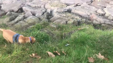 Labrador Reçel Bulancak Sahil gezintisi YouTube