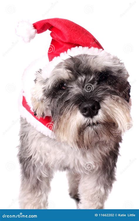 Cute Dog In A Santa Hat Stock Photo Image Of Isolated 11662202