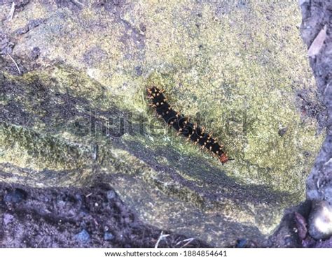 Black Caterpillar Orange Spots On Rock Stock Photo 1884854641