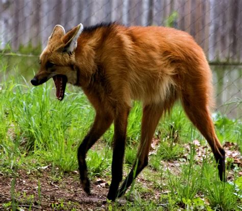 1080p Free Download Maned Wolf Maned Wild Wolf Grass Hd