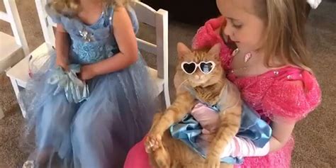 Cat Helps Her Sisters Learn From Home Videos The Dodo