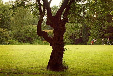 무료 이미지 경치 나무 잔디 분기 사람들 목초지 경기 놀이 햇빛 잎 꽃 휴양 녹색 가을 공원
