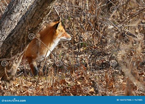 Wild Red Fox Vulpes Vulpes In Natural Habitat Hunting In The Woods