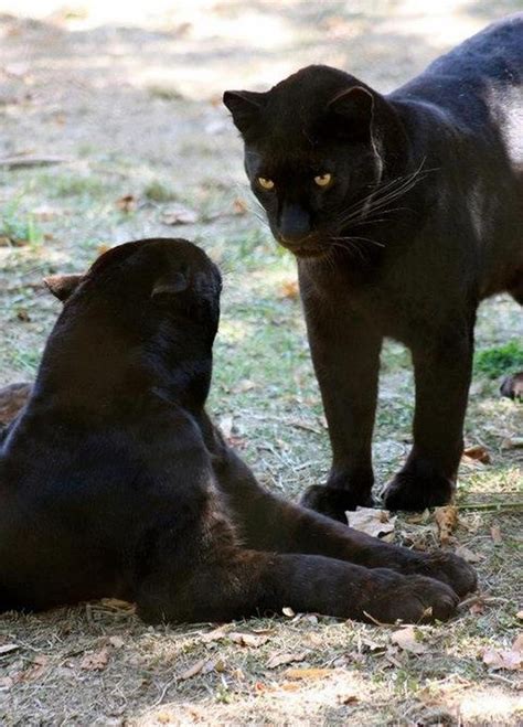 74 Best Black Panther Cats Images On Pinterest Black Panther Cat